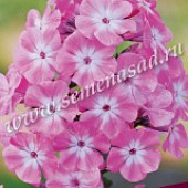 Флокс Анастасия (1 шт.)