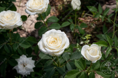 Роза Боинг (ч-гибрид.,белая)