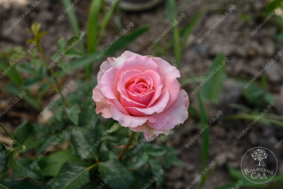 Роза Симфония (ч.-гибрид, розов)