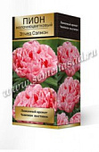 Пион Этчед Салмон (1 шт)