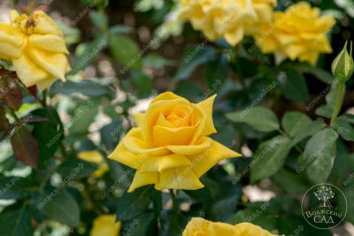 Роза Ландора (ч.-гибрид, желт)