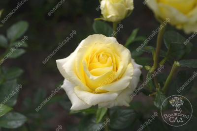 Роза Уайт Наоми (ч.-гибрид, желт)
