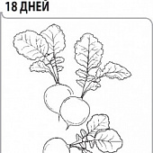 Редис 18 дней 3г
