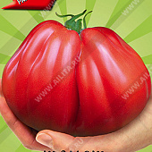 Томат Абруццо 20шт