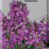 Вечерница Матроны Малиновая 0,3г