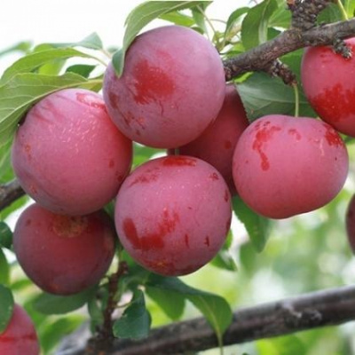 Алыча Несмеяна