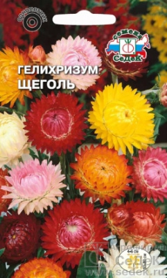 цГелихризум Щеголь