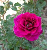 Роза Веласкес (ч-гибрид, роз.)