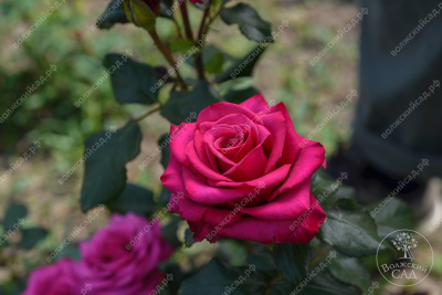 Роза Юрианда (ч.-гибрид, розов)