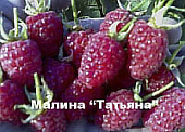 Малина Татьяна (крупнопл., без шипов) 20шт