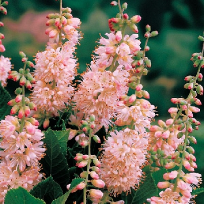 Клён ширасаванский Ауреум С3