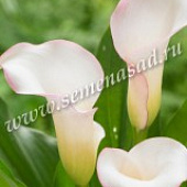 Калла Бразилия (1 шт.)