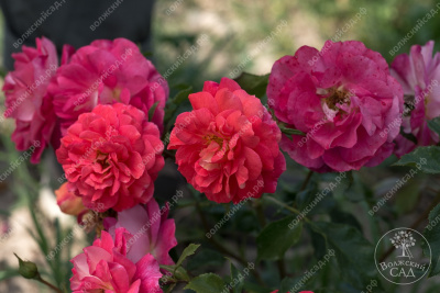 Роза Кристофер Марлоу (шраб, англ. оранж.красн)