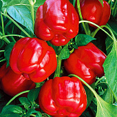 Перец Мотылек 10шт