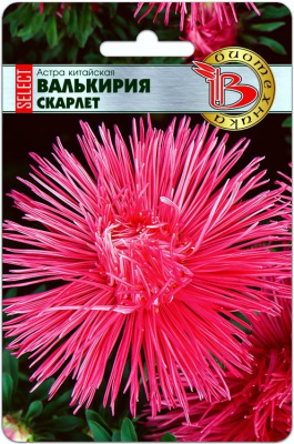 Астра Валькирия Скарлет (селект) 30шт