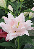 Лилия АМИСТАД 16/18 (2 шт)