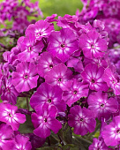 Флокс Ханна (2 шт)
