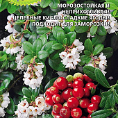 Брусника Коралл 20шт