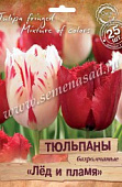 Тюльпан Лед и Пламя, бахромчатые смесь (25 шт)