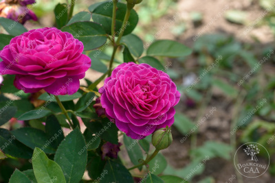 Роза Хайди Клум (флориб, фиолет.)