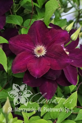 Клематис Мазовше Волкано Р9