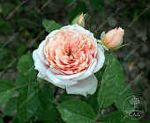 Роза Афродита (ч-гибрид, абрикос)
