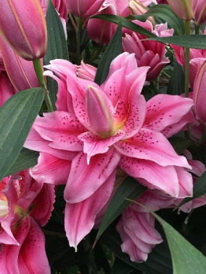Лилия Roselily Талисса (5 шт)