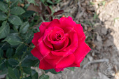 Роза Биг перпл (ч-гибрид, розов)
