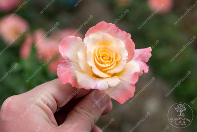 Роза Акварель (ч-гибрид, розов.,желт.)