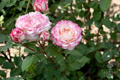 Роза Хандел (плетист., бело-розов)