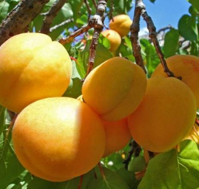Абрикос Десертный