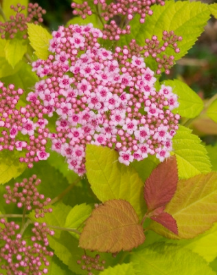 Спирея Дабл Плей Биг Бэнг