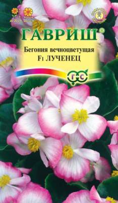 цБегония Лученец вечноцв. 5шт