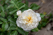 Роза Алабастер (спрей, белый )