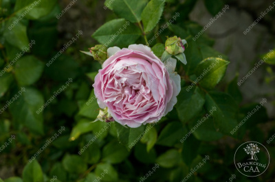 Роза Сапфир (шраб, сиренев)