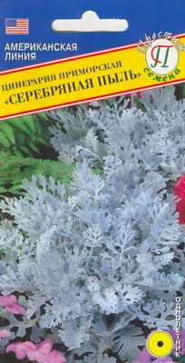 цЦинерария Серебряная пыль 100шт