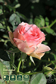 Роза Баллада (флориб, розов)