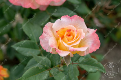 Роза Акварель (ч-гибрид, розов.,желт.)