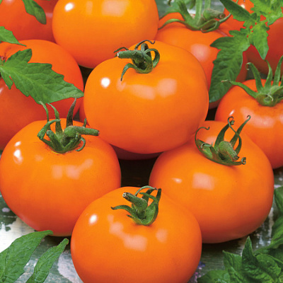 Томат Ассоль 5шт