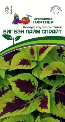 Колеус Биг бэн лайм спрайт 5шт