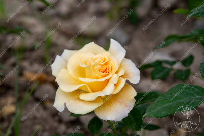 Роза Комтесса (ч.-гибрид, желт)