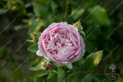 Роза Сапфир (шраб, сиренев)