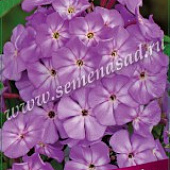 Флокс Андрэ (1 шт.)