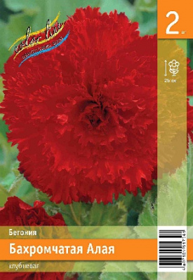 Бегония ЭКОНОМ-СЕРИЯ БАХРОМЧАТАЯ КРАСНАЯ (1 шт)