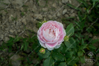 Роза Сапфир (шраб, сиренев)