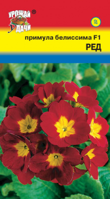 цПримула Белиссима Ред 3шт