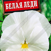 Виола Белая Леди 0,1г