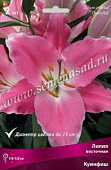 Лилия Куинфиш (2 шт.)