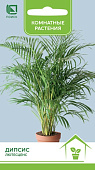 Дипсис лютесценс 3шт