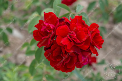 Роза Сантана (плетист, красн)